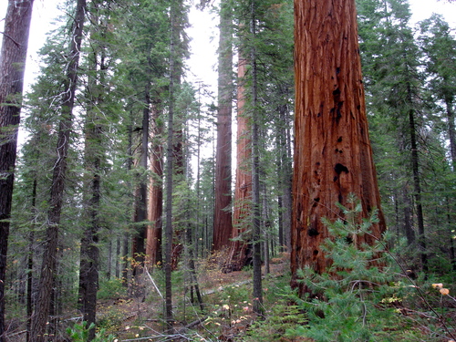giant sequoia