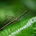 Neotropical Stick Grasshoppers - Photo (c) Chien Lee, all rights reserved, uploaded by Chien Lee