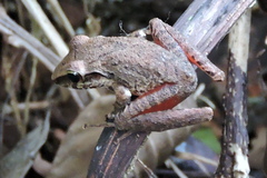 Craugastor talamancae image