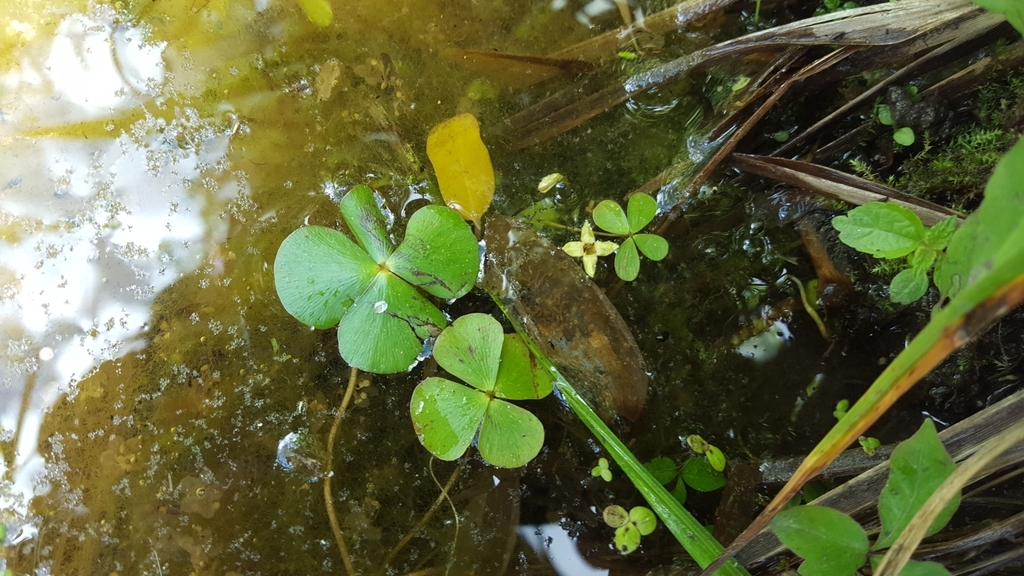 Four Leaf Clover - Marsilea quadrifolia