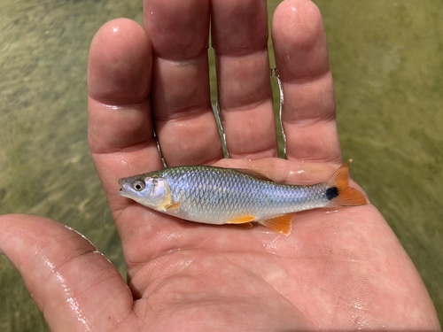 Western Blacktail Shiner