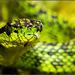 Black-speckled Palm Pit Viper - Photo (c) Brosis Rodríguez, all rights reserved, uploaded by Brosis Rodríguez