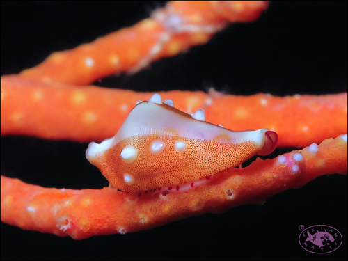 Dentiovula masaoi
