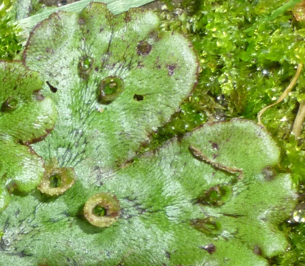 liverworts plants