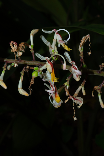 Alpinia maclurei
