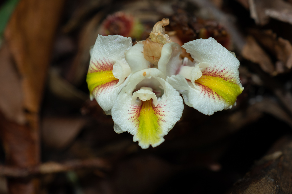 Meistera chinensis (Meistera chinensis)