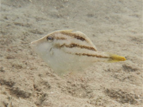Paramonacanthus pusillus