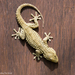Moorish Gecko - Photo (c) Yeray Seminario, all rights reserved