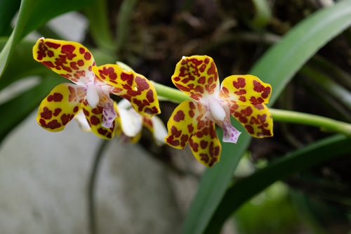 Hygrochilus parishii