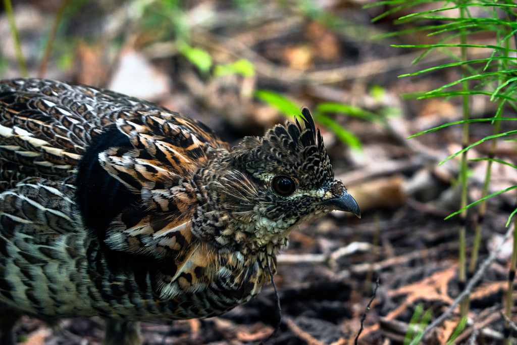 Ruffed Grouse from Fox St, Penetanguishene, ON, CA on June 2, 2020 at ...