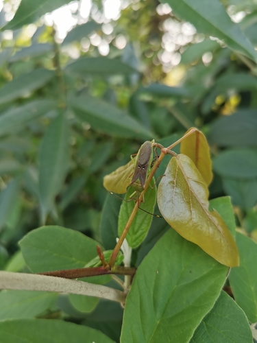 Homoeocerus bipunctatus