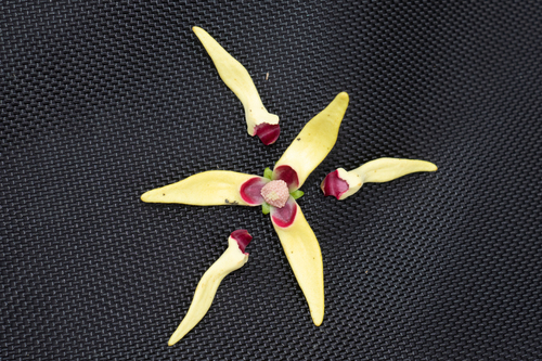 Artabotrys pilosus