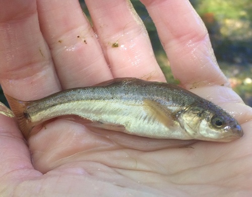 Longfin Dace
