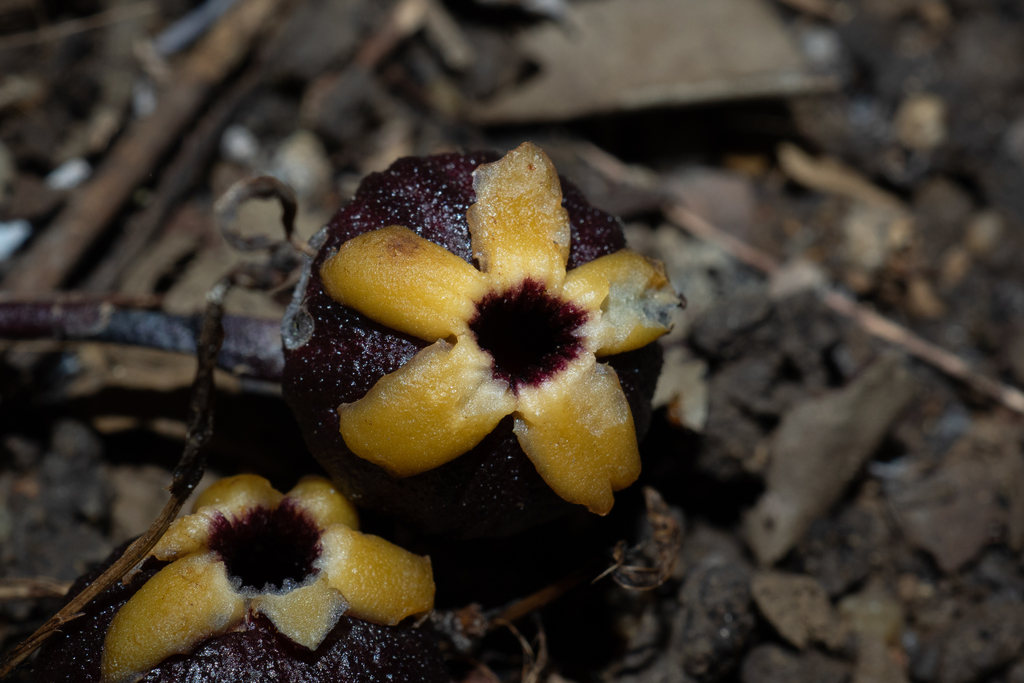 Aspidistra hekouensis (Aspidistra hekouensis)