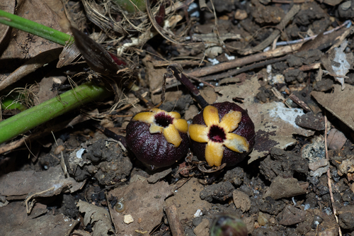 ASPIDISTRA BABENSIS 'BLACK LEAF' género Aspidistra · iNaturalist Chile