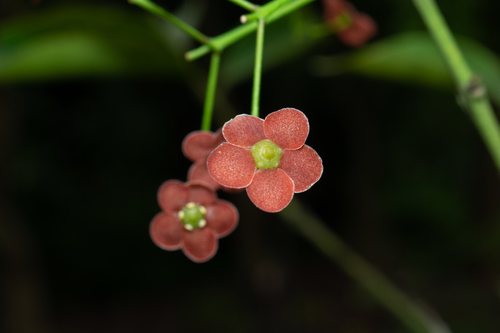 Euonymus laxiflorus Champ. ex Benth.