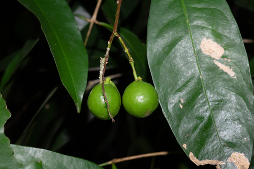 Dimocarpus fumatus