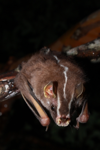 Heller's Broad-nosed Bat