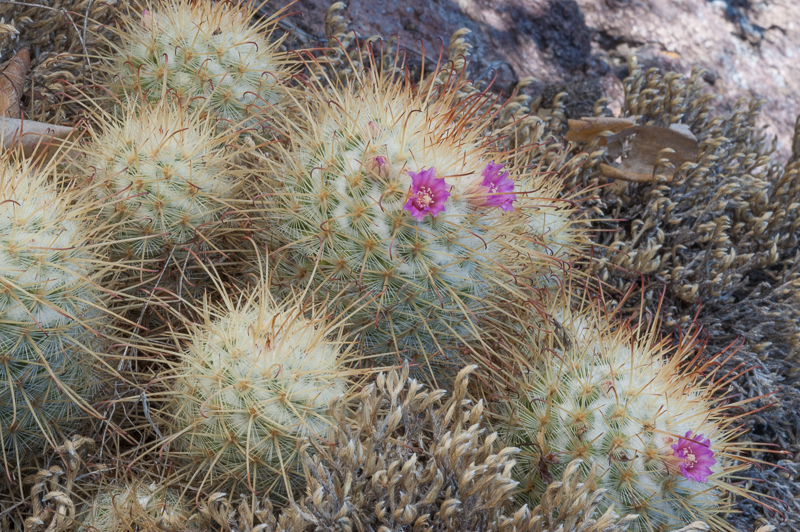 Silken Pincushion Cactus (Mammillaria bombycina)  iNaturalist