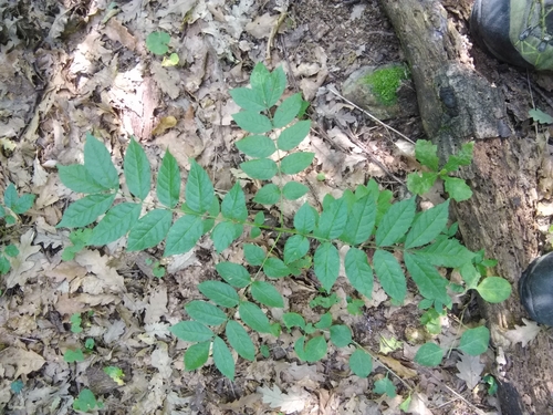 Paprastasis uosis nuotrauka