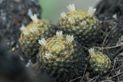 Mammillaria schiedeana Schltdl.