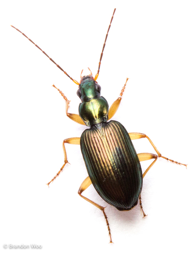 Agonum extensicolle