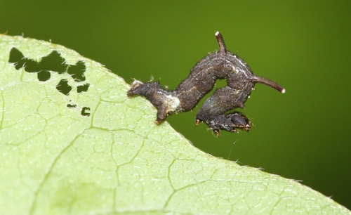 Horned Spanworm Moth