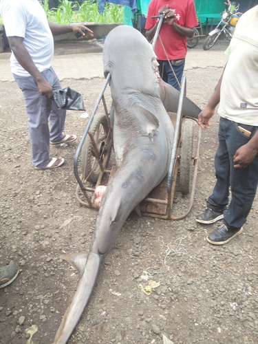 Bull Shark