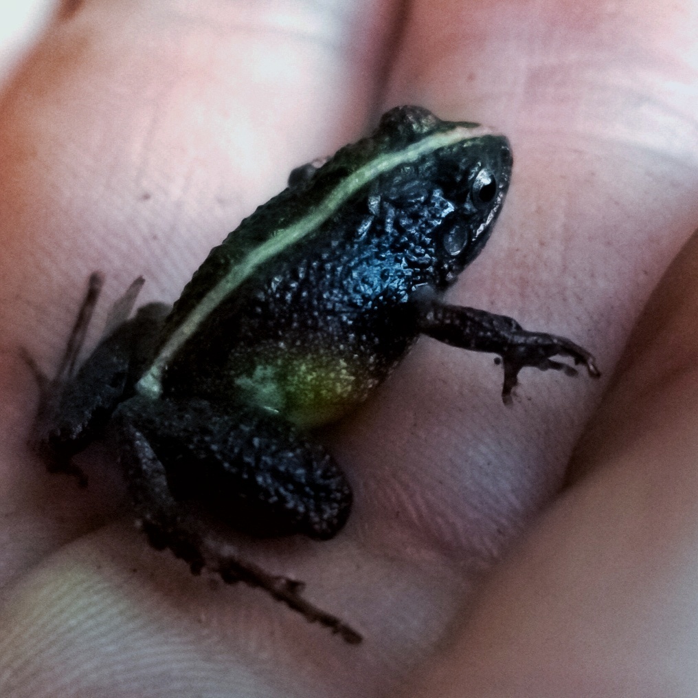 Craugastor mexicanus from Tomatlán, MXVE, MX on June 03, 2019 at 0125