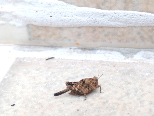 Crimisus minor · iNaturalist