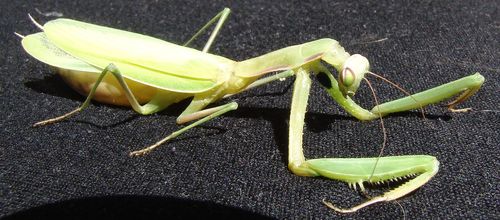European Mantis