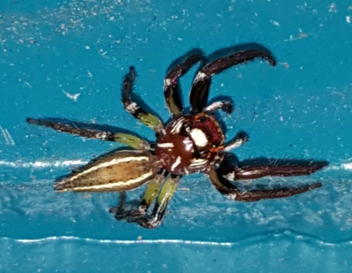 Sylvan Jumping Spider