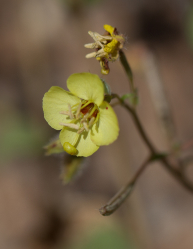 Chylismia claviformis ssp. rubescens