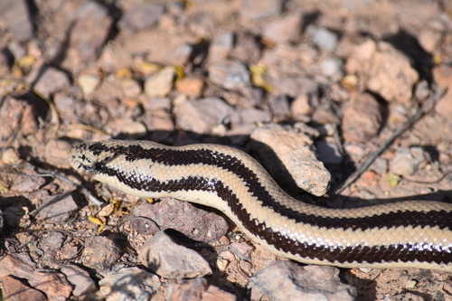 Desert Rosy Boa