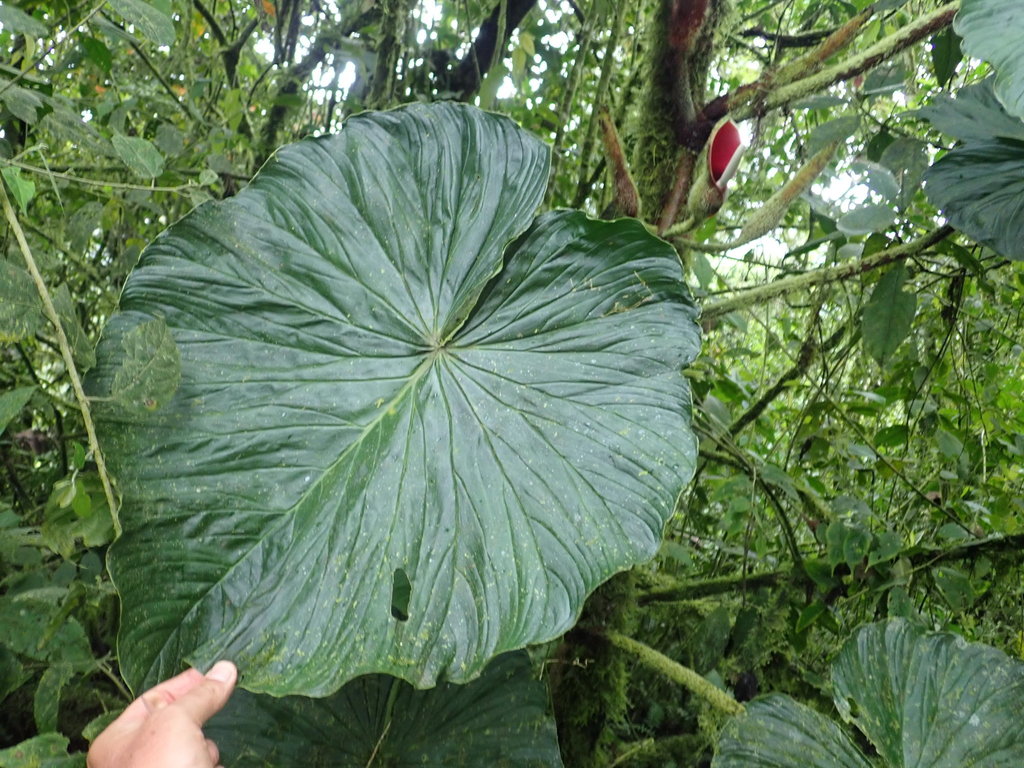 Garras de León Y Teléfonos (género Philodendron) · NaturaLista Colombia