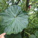 Philodendrons - Photo (c) Rudy Gelis, all rights reserved, uploaded by Rudy Gelis