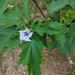Jimsonweed - Photo (c) Claire A Jarvis, all rights reserved, uploaded by Claire A Jarvis
