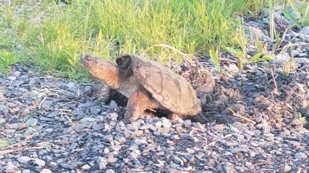 Common Snapping Turtle in June 2020 by Chad MarksFife. Excavating a