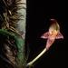 Bulbophyllum praetervisum - Photo (c) Chien Lee, all rights reserved, uploaded by Chien Lee
