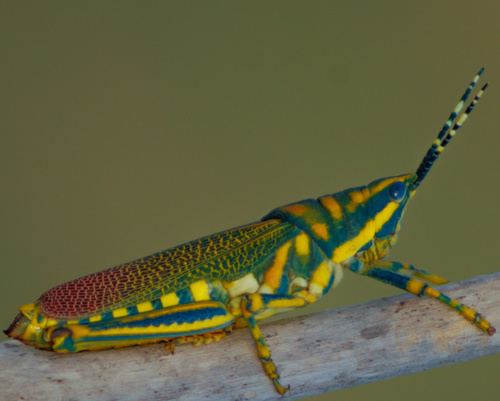Painted Grasshopper