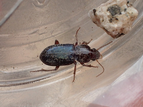 Discoderus amoenus