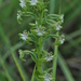 Habenaria araneiflora - Photo (c) joseradins, todos os direitos reservados, uploaded by joseradins