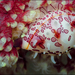 Diminovula aurantiomacula - Photo (c) Brian Mayes, todos los derechos reservados, uploaded by Brian R Mayes