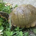 Three-toed Box Turtle - Photo (c) Emily Odum, all rights reserved, uploaded by Emily Odum