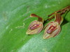 Pleurothallis fossulata - Photo (c) Rudy Gelis, all rights reserved, uploaded by Rudy Gelis