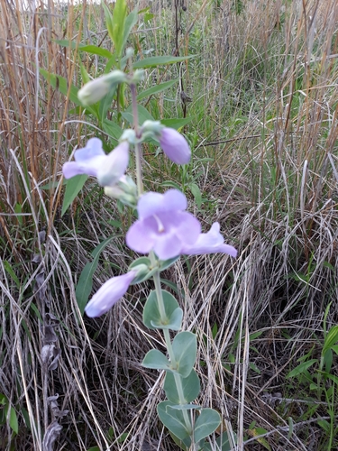 large-flowered beardtongue