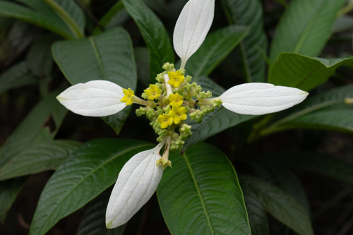 Dunnia sinensis