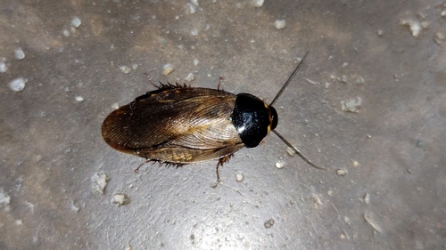 Surinam Cockroach