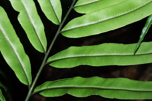 Pteris insignis
