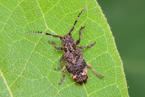 Pterolophia granulata · iNaturalist